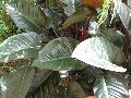  / Philodendron 